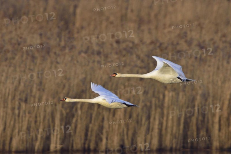 Mute Swans in flight, Mute Swan in flight