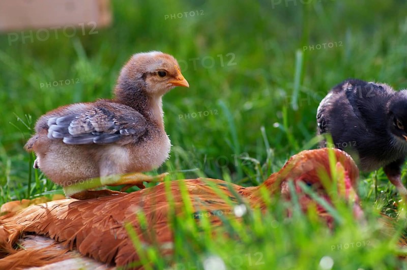 Chicken with little hatchling on a farm