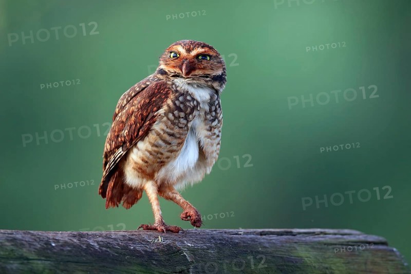 Burrowing Owl, Athene cunicularia, Argentina, South America