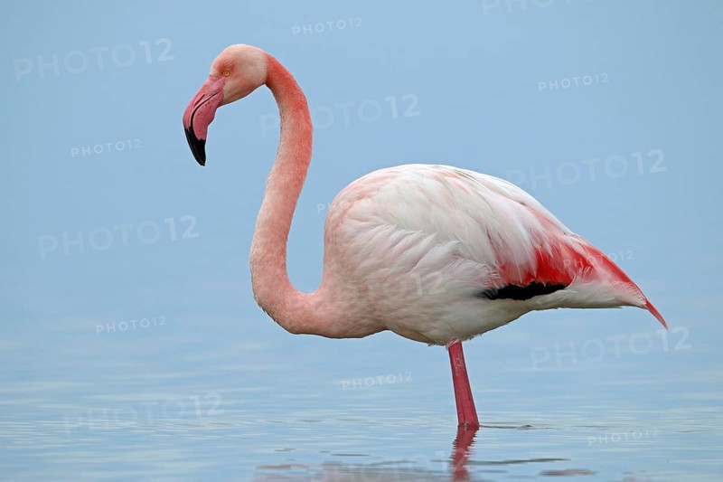 Pink flamingo, Phoenicopterus roseus