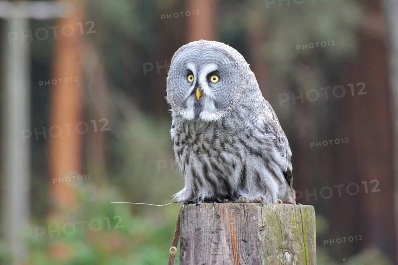 Great horned owl on tree trunk
