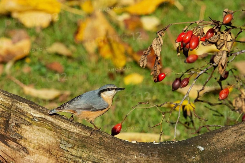 Nuthatch standing on a tree trunk with red rose hips, looking right