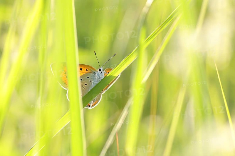 Butterfly on a spring meadow in the sunshine