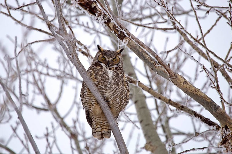 Great Horned Owl in Tree Saskatchewan Canada