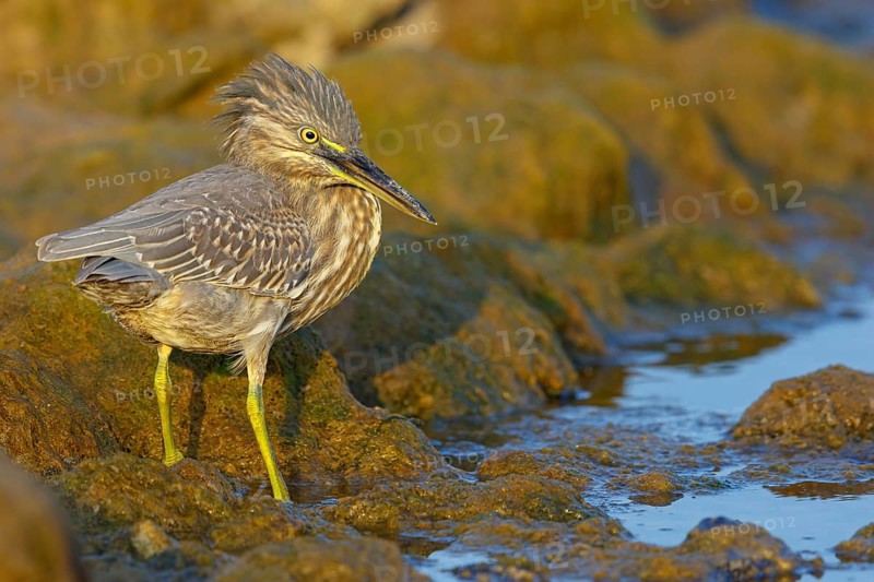 Animals, birds, heron, mangrove heron, (Butorides striatus), foraging in biotope, Quarayyat, Muscat, Muscat, Oman, Asia