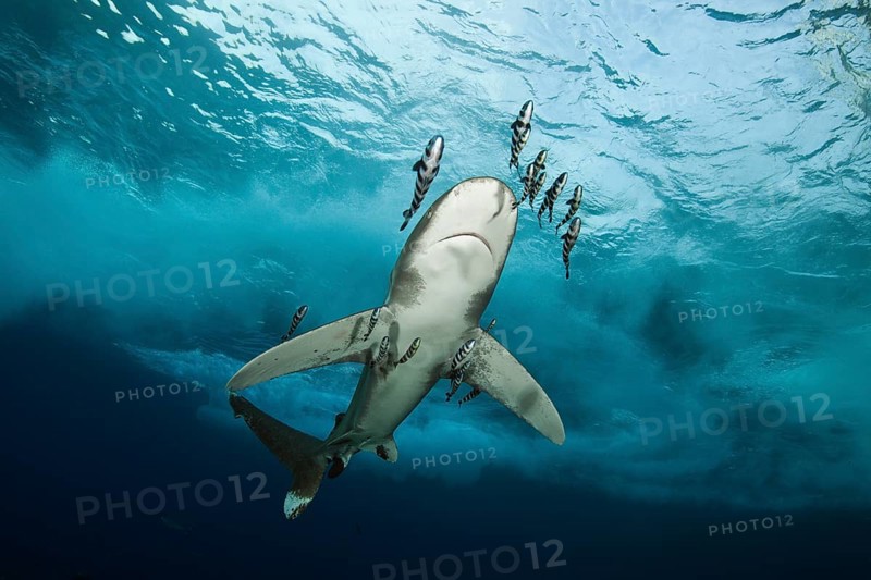 Oceanic whitetip shark, Carcharhinus longimanus, Brother Islands, Red Sea, Egypt, Africa