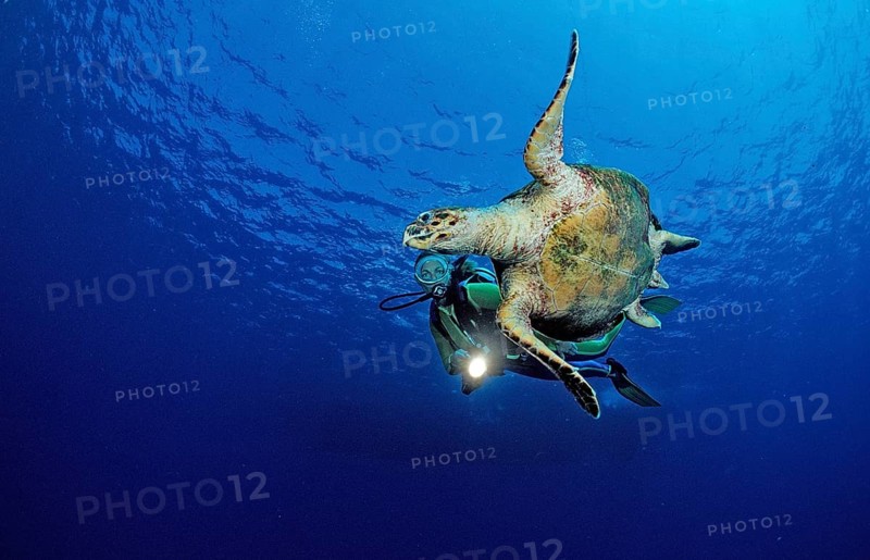 Swimming hawksbill turtle and diver, Eretmochelys imbricata, Egypt, Zabargad, Zabarghad, Red Sea, Africa