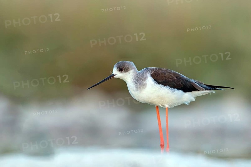 Stilt, (Himantopus himantopus), animals, birds, avocet family, biotope, habitat, Raysut, Salalah, Sohar, Oman, Asia
