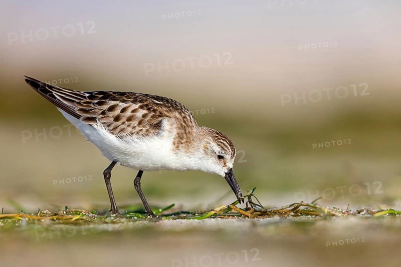 Little Stint, (Calidris minuta), foraging in the Shannah biotope, Barr Al Hikman, Ash Sharqiyah South, Oman, Asia