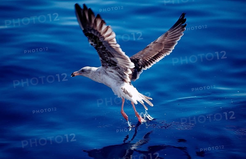 Moewe, Mexico, Pacific Ocean, Guadalupe, Central America