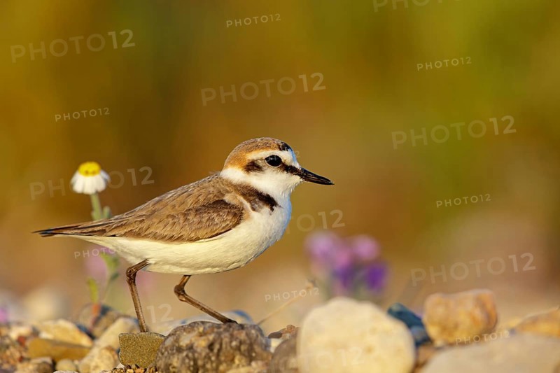 Animals, birds, plover, Kentish plover, (Charadrius alexandrinus), biotope, habitat, foraging, Lesbos, Greece, Europe