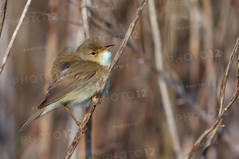 Reed Warbler, subspecies scirpaceus, (Acrocephalus scirpaceus scirpaceus), (Acrocephalus scirpaceus), animals, birds, songbirds, Hockenheim, Baden-Württemberg, Federal Republic of Germany