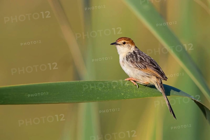 Vley's Cisticola, (Cisticola tinniens), biotope, habitat, perch, False Bay Nature Reserve Stran, Cape Town, Western Cape, South Africa, Africa