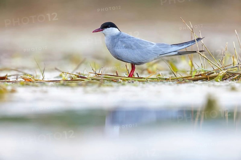 White-bearded Tern, White-bearded Tern, (Chlidonias hybridus), (Chlidonias hybrida), family of Marsh Terns, biotope, habitat, foraging, stands by water, East Khawr Khawr Ad Dahariz, Salalah, Dhofar, Oman, Asia
