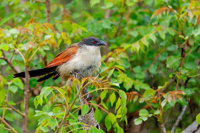 Tiputip, White-browed Coucal, (Burchells Coucal), Centropus superciliosus burchelli, White-browed Spur-winged Cuckoo, animals, birds, iSimangaliso Wetland Park, St. Lucia, KwaZulu-Natal, South Africa, Africa