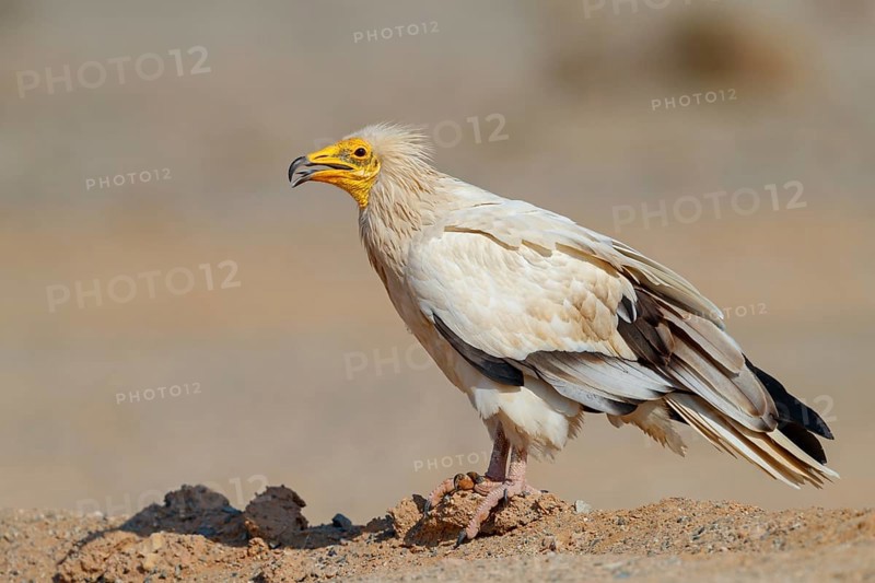 Egyptian Vulture, Neophron percnopterus, Vautour percnoptère, Percnoptère d'Égypte, Alimoche Común Shannah, Sur Masirah, Ash Sharqiyah South, Oman, Asia