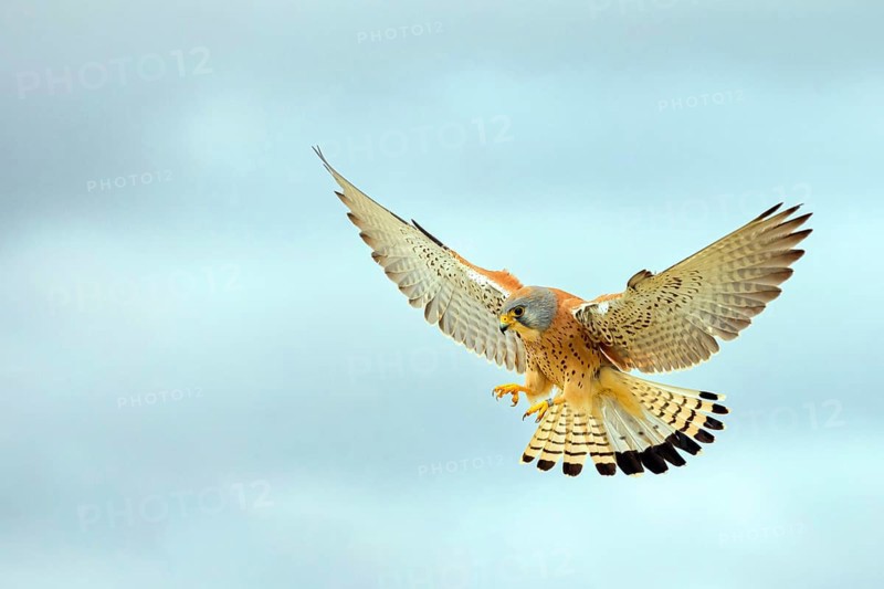 Kestrel, (Falco tinnunculus), falcon family, falcons, shaking flight, Hides de El Taray Lesser Kestr, Villafranca de los Caballeros, Castilla La Mancha Toledo, Spain, Europe