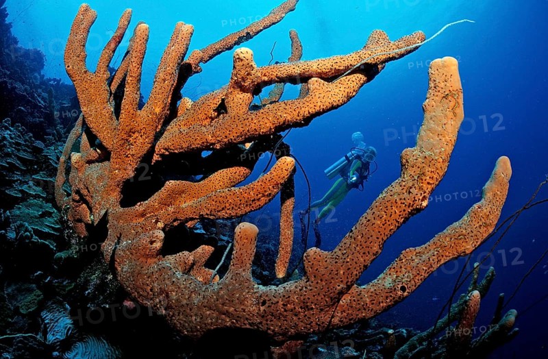 Diver and tube sponge, British Virgin Islands, BVI, Caribbean Sea, Caribbean, Leeward Islands, North America
