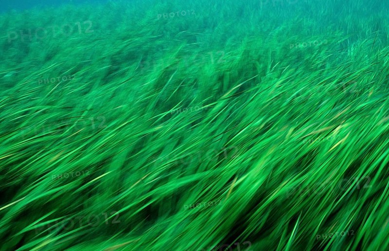 Rainbow River water plants, USA, Florida, FL, North America