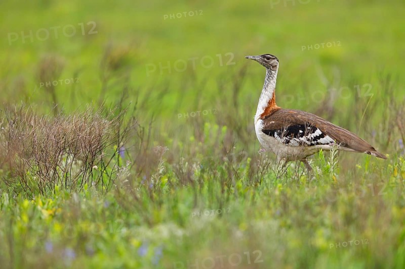 Kaffir Bustard, (Ardeotis denhami, Neotis denhami), Bustards, Birds, Africa, South Africa, KwaZulu-Natal, iSimangaliso Wetland Park, St. Lucia, KwaZulu-Natal, Africa