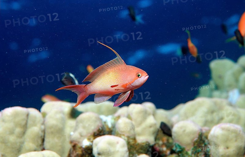 Harem flag perch, Pseudanthias squamipinnis, Egypt, Sha'ab Tamara, Red Sea, Africa