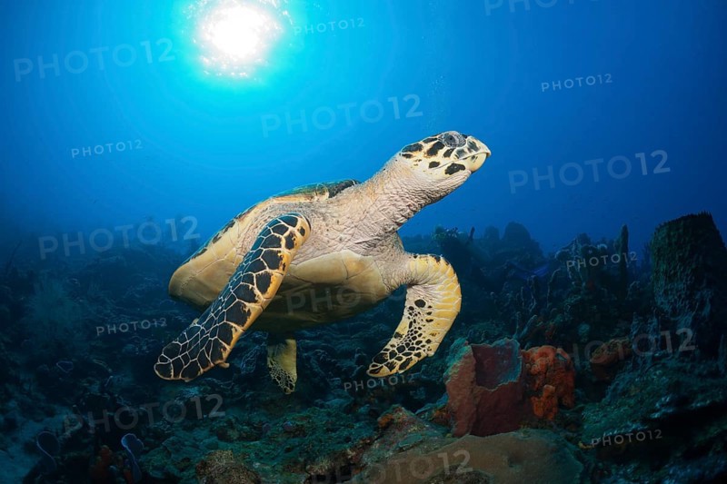 Hawksbill sea turtle, Eretmochelys imbriocota, Caribbean, Dominica, Central America