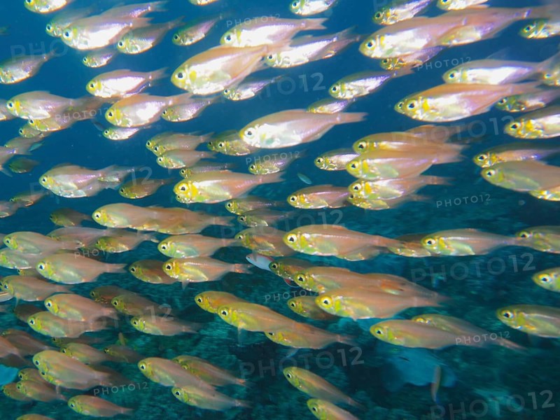 Pigmy sweeper (Parapriacanthus ransonneti)