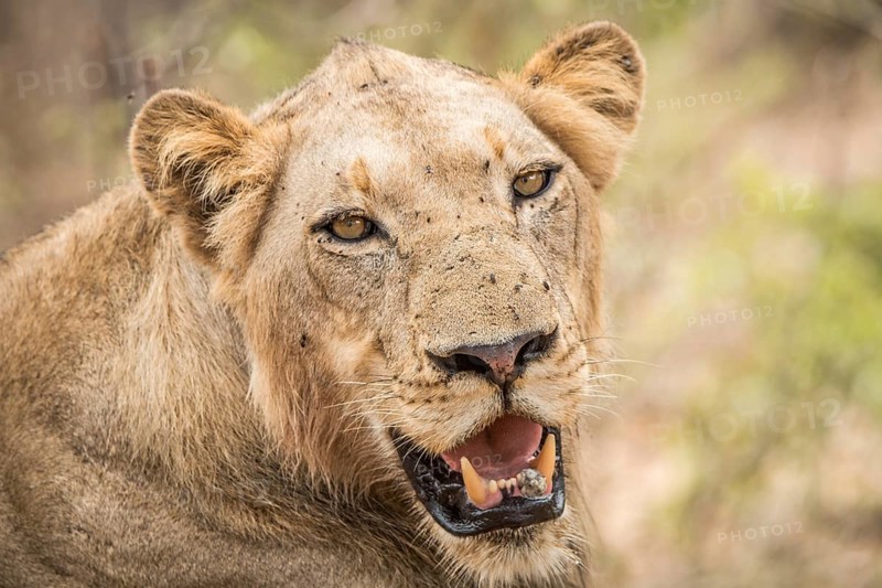 Starring Lion in the Kruger National Park, South Africa, Africa