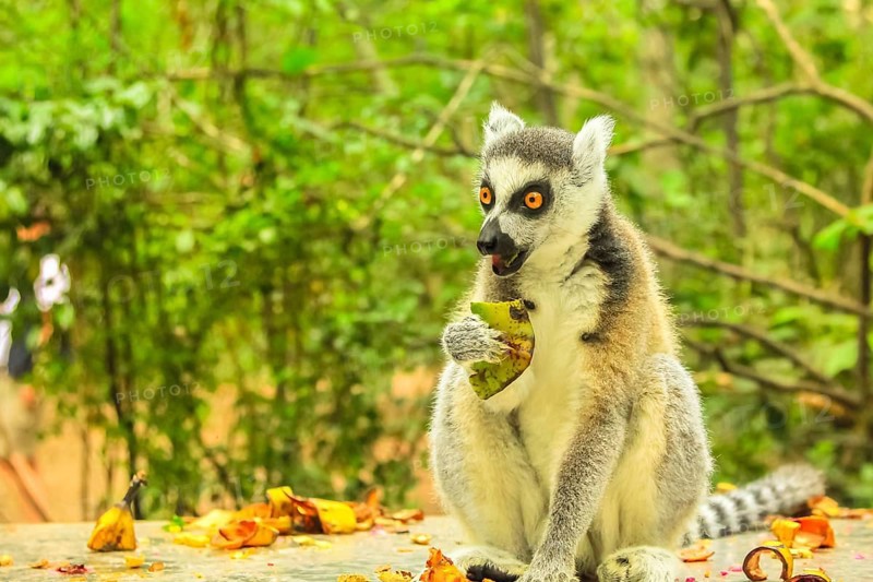 Madagascar Ringtail Lemur, Lemur Catta species eating fruits on forest background