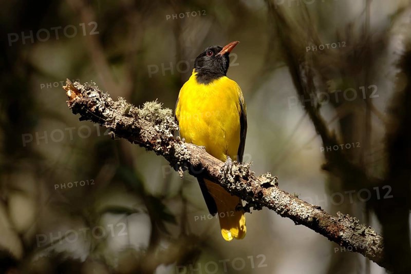 Masked oriole (Eurasian Golden Oriole larvatus)