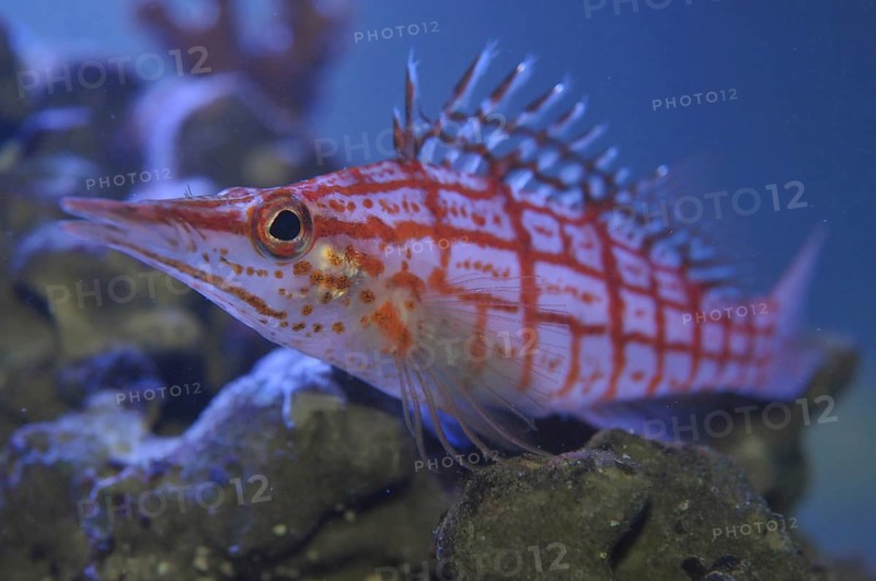 Long-snouted coral guard (Oxycirrhites typus)