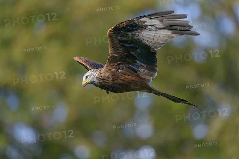 Red kite (Milvus milvus)
