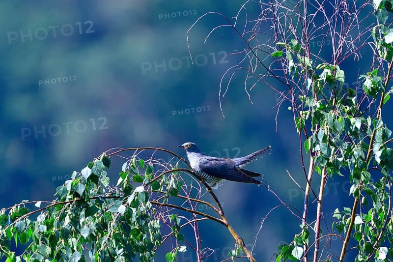 Cuckoo (cuculus canorus)
