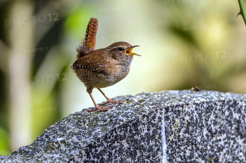 Wren - singing male (Troglodytes troglodytes)