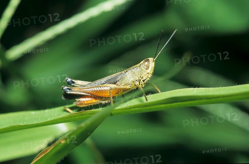 Grasshopper (Acrididae)