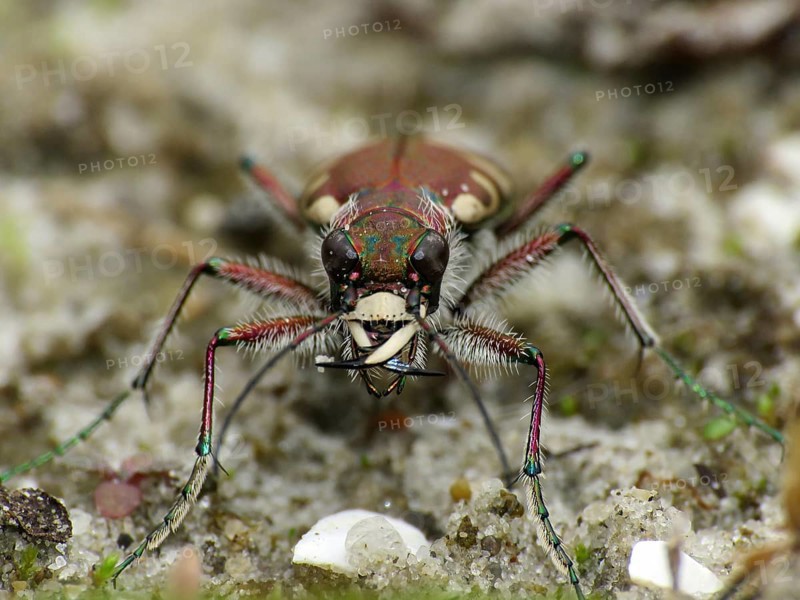 Dune sand beetle (Cicindela hybrida)