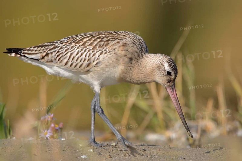 Bar-tailed godwit (Limosa lapponica)