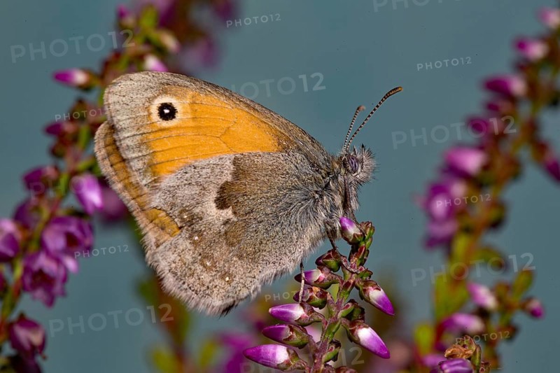 Small heath (Coenonympha pamphilus)