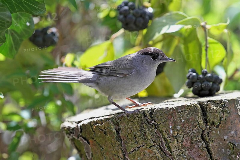 Blackcap (Sylvia atricapilla)