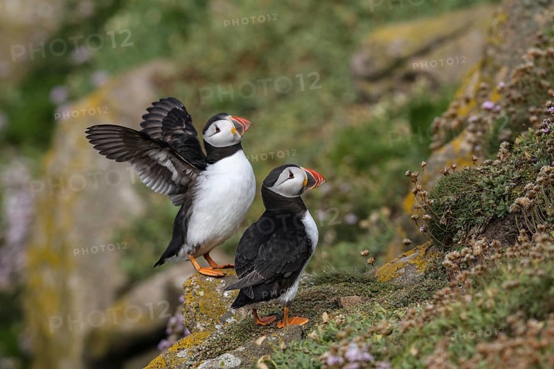 Puffin (Fratercula arcitica)