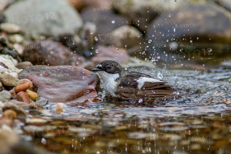 Pied flycatcher - male bathing (Ficedula hypoleuca)