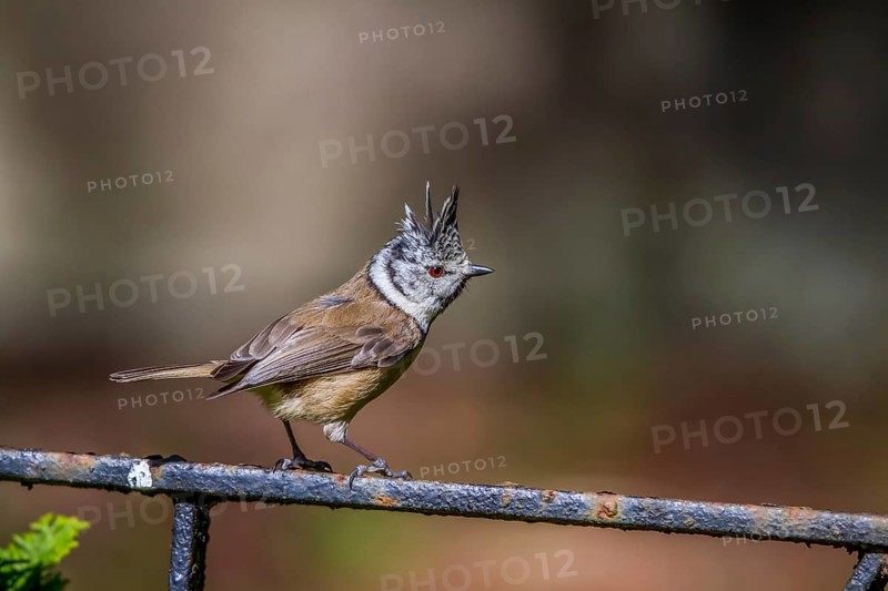 Crested tit - male on a railing (Parus cristatus)