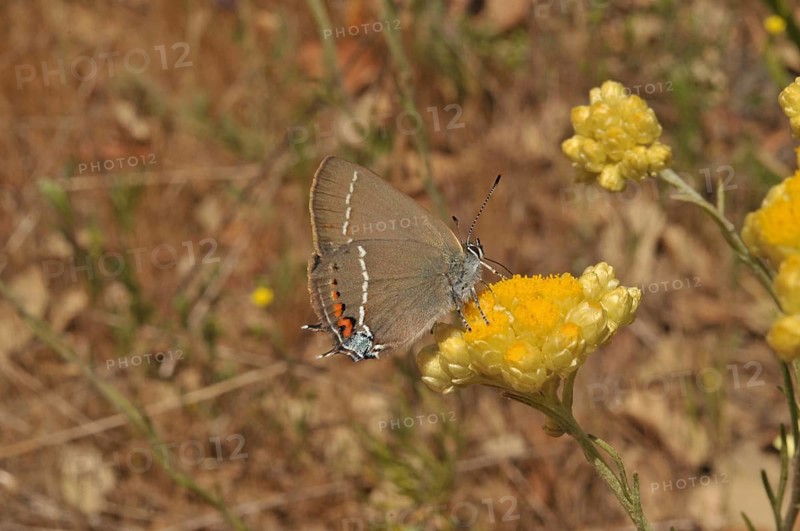 Buckthorn Fritillary (Satyrium spini)