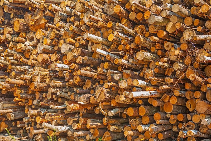 View on pile of woods tree trunks