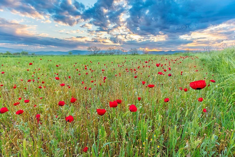 Landscape Greece, island Lesbos, flower meadow, poppies, Lesbos, Greece, Europe