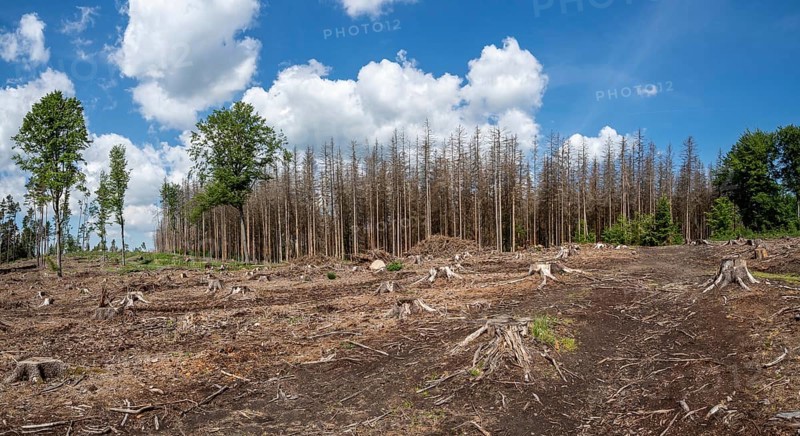 Dead spruces following bark beetle infestation. The consequence of global warming