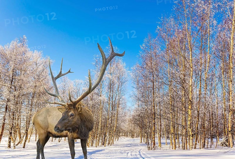 Magnificent reindeer on ski road in the snow-covered aspen grove. Journey to Santa Claus. Bright frosty winter day in a snow-covered forest. Concept of active and ecological tourism