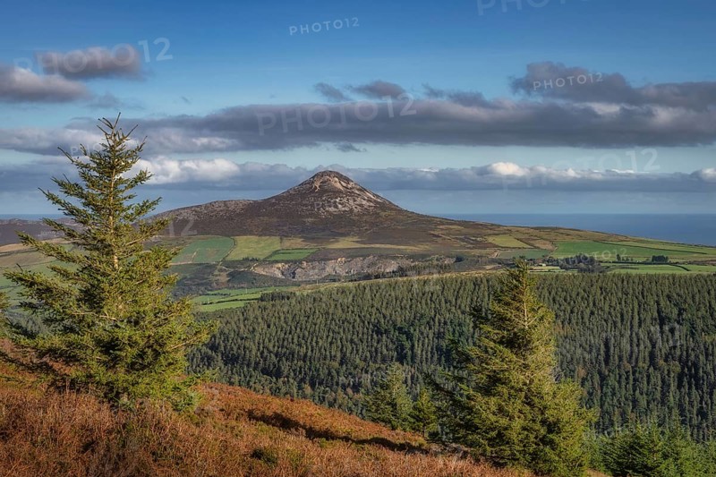 Hiking in Wicklow Mountains. View on Sugarloaf Mountain through pine trees, ferns and forest in autumn colours, Ireland, Europe