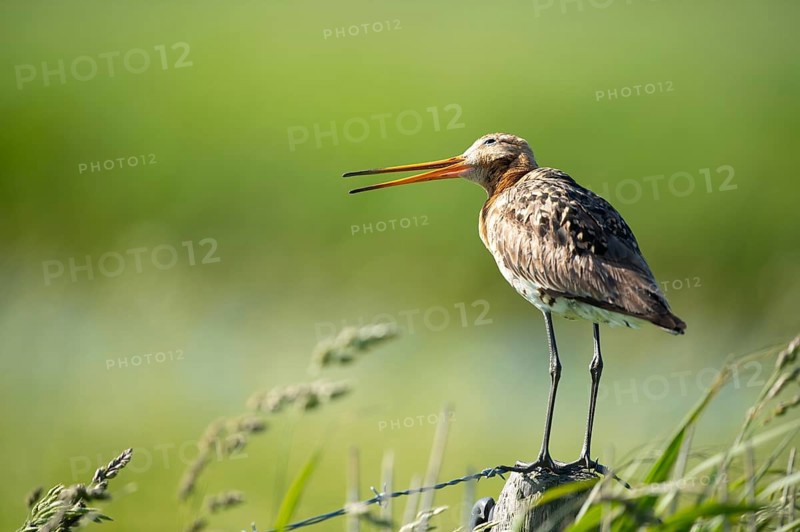Black-tailed godwit in landscape on pole