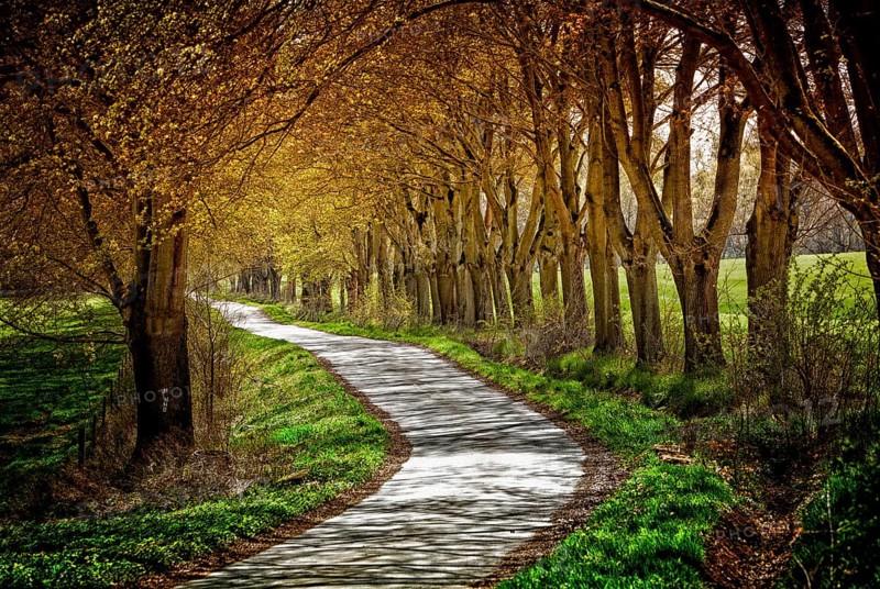 Alley, Primeval forest Urwald Sababurg, Hofgeismar, Weser Uplands, Weserbergland, Hesse, Germany, Europe